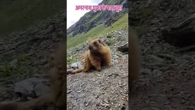 अमरनाथ के गुफा के चूहे #latestnews #hindinews #News #amarnath #rat