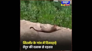 सिरमौर के गांव में दिनदहाड़े तेंदुए की दस्तक से दहशत#devbhoominewstimes