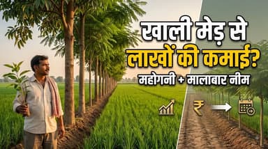 🌳 खेत की मेड़ खाली क्यों छोड़ें? इसे भविष्य की अतिरिक्त आय का साधन बनाइए! 💰
अगर आपके पास 2–3 एकड़ जमीन है और आप हर साल गेहूं, धान या सब्जियां उगाते हैं, तो खेत की मेड़ यानी Boundary को आपने कितनी बार income source की तरह देखा है?
अधिकतर किसान मेड़ को खाली छोड़ देते हैं। लेकिन सही planning के साथ इसी जगह पर African Mahogany और Malabar Neem जैसे commercial timber trees लगाए जा सकते हैं।
🌱 Boundary Agroforestry के फायदे:
✅ मुख्य फसल का क्षेत्र बचाते हुए अतिरिक्त पेड़
✅ लंबे समय के लिए Timber Asset तैयार
✅ खेत की खाली मेड़ का बेहतर उपयोग
✅ भविष्य में लकड़ी से अतिरिक्त आय की संभावना
✅ सही pruning और spacing से crop पर अनावश्यक छाया को कम किया जा सकता है
लेकिन ध्यान रखें—पेड़ लगाना सिर्फ पौधा लगाने का काम नहीं है। सही species, spacing, direction, pruning, irrigation और स्थानीय बाजार की जानकारी बेहद जरूरी है।
और सबसे महत्वपूर्ण बात: सोशल मीडिया पर महोगनी से करोड़ों की कमाई के जो दावे किए जाते हैं, उन्हें गारंटी न समझें। वास्तविक कमाई पेड़ की उम्र, तने के आकार, लकड़ी की गुणवत्ता, स्थानीय बाजार भाव, कटाई और परिवहन लागत पर निर्भर करती है।
⚠️ पेड़ लगाने से पहले अपने राज्य में कटाई, परिवहन और बिक्री से जुड़े नियमों की जानकारी जरूर लें और पौधे विश्वसनीय नर्सरी से ही खरीदें।
🌾 आप अपने खेत की मेड़ पर कौन-सा पेड़ लगाना पसंद करेंगे—महोगनी या मालाबार नीम?
कमेंट में जरूर बताइए। 👇
#MahoganyFarming #MalabarNeem #Agroforestry #BoundaryPlantation #TimberFarming #महोगनी #मालाबारनीम #एग्रोफॉरेस्ट्री #खेती #किसान #IndianFarming #Agriculture #TreeFarming