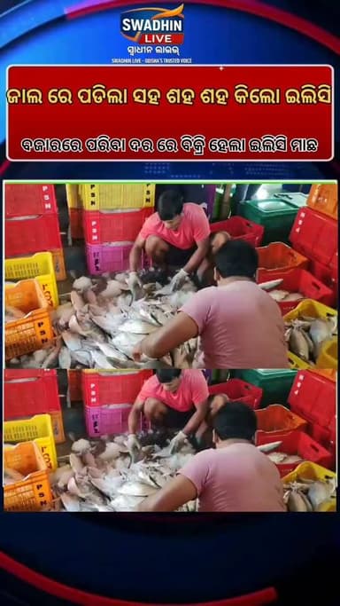 ଶସ୍ତା ହେଲା ଇଲିସି ବୁରା ବୁରା ବହି ନେଲେ ଲୋକେ
#Odisha
#NewsUpdate
#swadhinlive
#instagram
#Digha