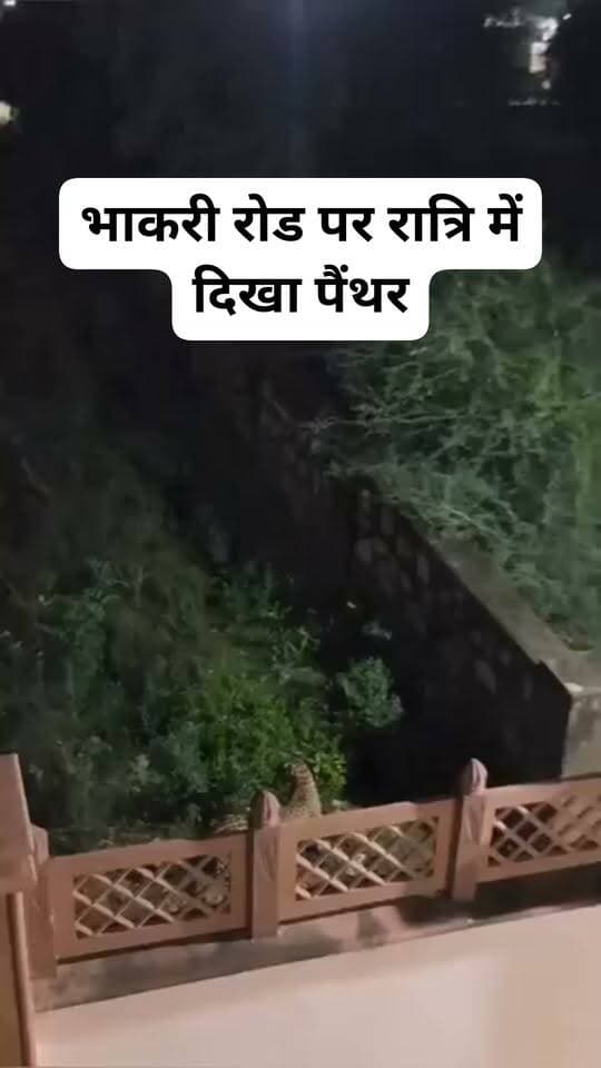 #दौसा के भाकरी रोड पर रात्रि में दिखा पैंथर
LIC ऑफिस के पास क्वार्टरों के ऊपर नजर आया पैंथर, इलाके में मचा हड़कंप
दौसा के भाकरी रोड पर LIC ऑफिस के पास स्थित क्वार्टरों के ऊपर रात्रि में पैंथर दिखाई देने की सूचना से आसपास के क्षेत्र में दहशत का माहौल है।