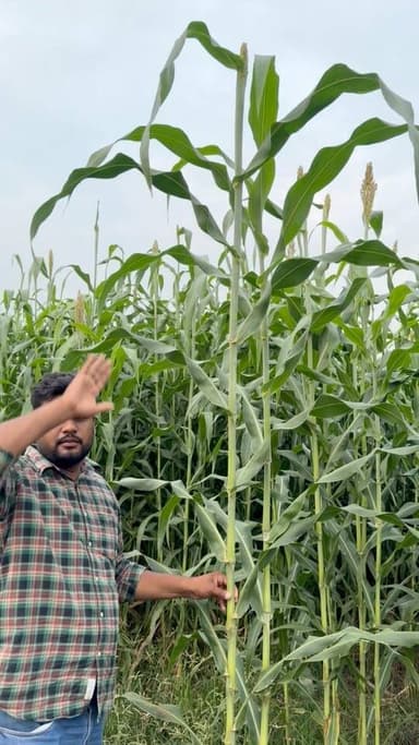 ज्वार की ख़तरनाक वेरायटी
#रील #ज्वार #agriculturelife
#Alwar_Rajasthan