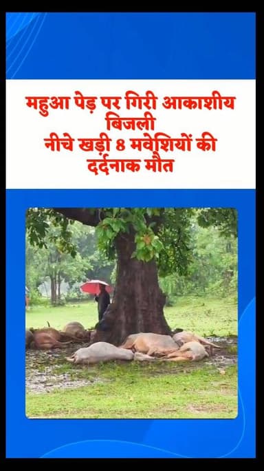 बालोद जिले के डौंडी विकासखंड में बुधवार दोपहर आकाशीय बिजली गिरने से आठ मवेशियों की मौत हो गई। घटना डौंडी थाना क्षेत्र के कुसुमटोला और लिम्हाटोला गांव के बीच रेलवे क्रॉसिंग के आगे सड़क किनारे की है।
जानकारी के अनुसार क्षेत्र में लगातार हो रही बारिश के दौरान मवेशी बचाव के लिए महुआ के पेड़ के नीचे खड़े थे। इसी बीच दोपहर करीब 3 बजे आकाशीय बिजली पेड़ पर गिरी, जिसकी चपेट में आने से सभी आठ मवेशियों की मौके पर ही मौत हो गई।
गनीमत रही कि हादसे के समय मवेशियों का मालिक पेड़ के नीचे मौजूद नहीं था। यदि वह वहां होता तो बड़ा हादसा हो सकता था। घटना से पशुपालकों को भारी आर्थिक नुकसान हुआ है।
#death #animals #breakingnews #rainyday #cg