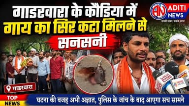 #Gadarwara कौड़िया में गौ माता का कटा हुआ सिर मिलने से गौ भक्तों में आक्रोश,कारण अज्ञात,सौंपा ज्ञापन