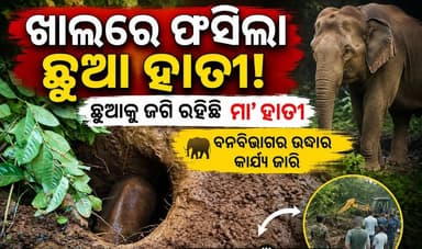 ଖାଲରେ ଫସିଲା ଛୁଆ ହାତୀ! 🐘
ଛୁଆକୁ ଜଗି ରହିଛି ମା’ ହାତୀ।ବନବିଭାଗର ଉଦ୍ଧାର କାର୍ଯ୍ୟ ଜାରି।
#Sundargarh #Subdega #Hamirpur #Gopapur #SundargarhForest #ElephantRescue #BabyElephant #MotherElephant #ElephantInForest #WildlifeNews #OdishaNews #SundargarhNews #BreakingNews #OdishaWildlife #ForestDepartment #SaveElephants #ElephantAlert #WildlifeProtection #LatestNews