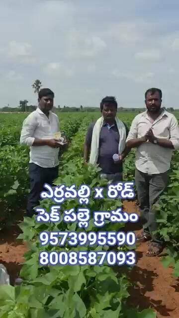 ఎర్రవల్లి x రోడ్ సెక్ పల్లె గ్రామం 95739955908008587093