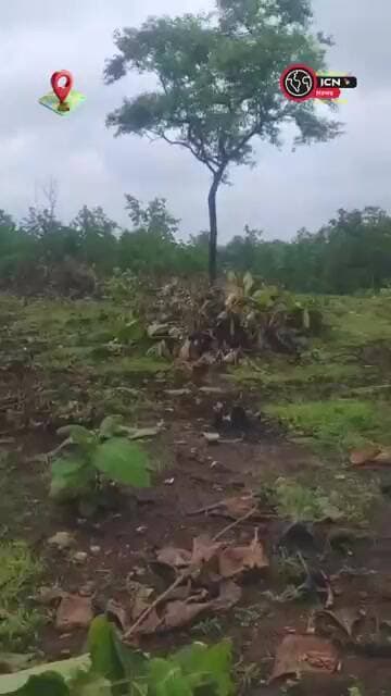डाबरी में पेड़ों की कटाई से ग्रामीणों में आक्रोश! आखिर किसकी अनुमति से कट रहे हैं पेड़? #mp #sehore