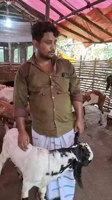 মাত্র ৫০০ টাকা kg দরে হাইব্রিড ছাগল #ajagro #agriculture #goatfarming