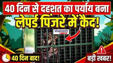 40 दिन से दहशत का पर्याय बना लेपर्ड पिंजरे में कैद #churu #shekhawatilive #viralnews