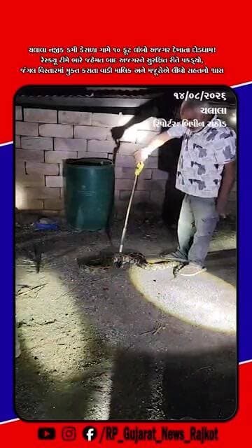 ચલાલા નજીક કમી કેરાળા ગામે વાડીમાંથી 10 ફૂટ લાંબા અજગરનું સફળ રેસ્ક્યુ, જંગલમાં મુક્ત કરાયો