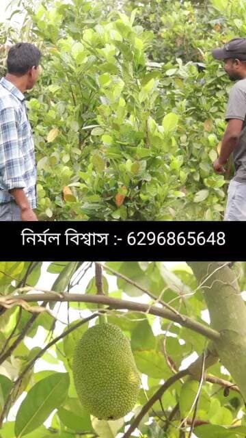 Jackfruit farming in West Bengal
