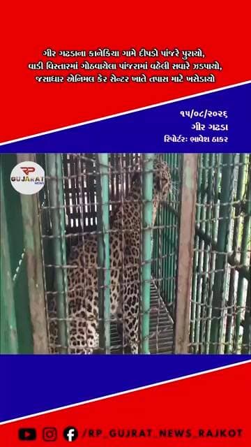 ગીર ગઢડાના કાનેકિયા ગામે વાડીમાંથી દીપડો પાંજરે પુરાયો, ગ્રામજનોએ રાહતનો શ્વાસ લીધો