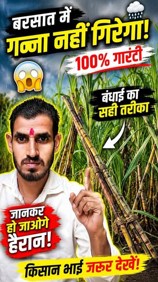 बरसात में गन्ना गिरने से बचाने का 100% सही तरीका! 🌧️ गन्ने की बंधाई ऐसे करें | किसान जरूर देखें
#गन्ना #गन्नेकीखेती #SugarcaneFarming #किसान #kisanlife