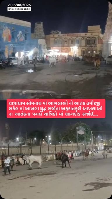 યાત્રાધામ સોમનાથ માં આખલાઓ નો આતંક હમીરજી સર્કલ માં આખલા યુદ્ધ સર્જાતા અફરાતફરી આખલાઓ ના આતંકના પગલે યાત્રિકો માં ભાગદોડ સર્જાઈ.
#girsomnath #liveupdate #somnathtempal #news