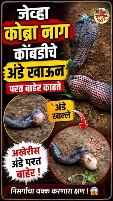 Indian Cobra Snake :- 🐍 अंडं गिळलं…अन् पुन्हा तोंडातून बाहेर काढलं! 😱 नेमकं काय घडलं?#Snake #Forest