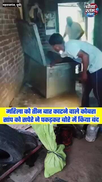 महिला को तीन बार काटने वाले कोबरा सांप को सपेरे ने पकड़कर बोरे में किया बंद...