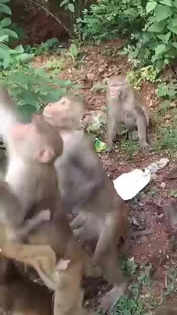 Monkey #shortsviral