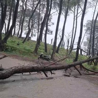 धर्मशाला के साथ लगते क्षेत्र सराह में आज फिर से पेड़ गिरने से सड़क मार्ग हुआ बंद, बीते रोज भी पेड़ गिरने से हुआ था बंद जिसे कल पेड़ हटा मार्ग खुलवा दिया गया था, लेकिन आज एक और पेड़ गिरने से मार्ग हुआ बंद ।