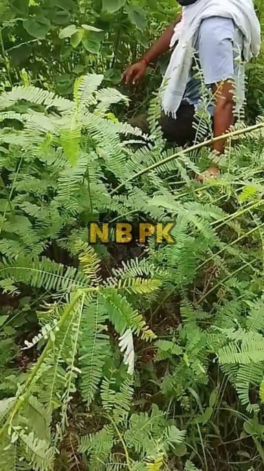 हसनगंज रेलवे गुमटी के पास झाड़ी में मिला नवजात, वार्ड पार्षद ने पहुंचाया सदर अस्पताल...
Sheikhpura Collectorate Sheikhpura Hunt New Randhir Kumar Soni DRCC Sheikhpura Sheikhpura Police News Bihar pk बात मनकौल गांव की हुसैनाबाद पंचायत Kamlesh Parsad #BiharNews #Sheikhpura #bihar