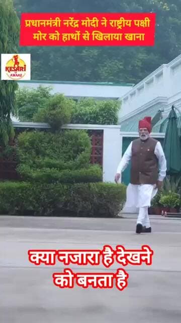 प्रधानमंत्री नरेंद्र मोदी ने गाय और मोर को हाथों से खिलाया खाना #kesarikiawaaz #pmmodi #shorts