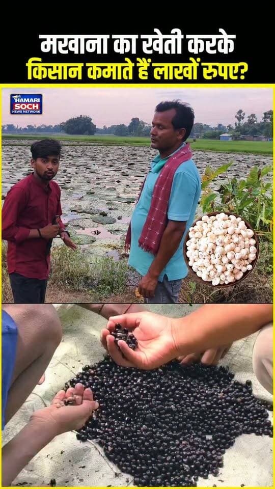 मखाना का खेती करके किसान कमाते हैं लाखों रुपए ? #makhana #farmingmakhana #farmer #viral #short