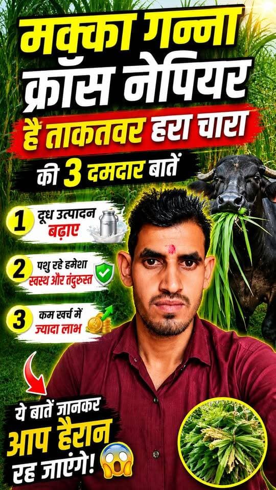 #मक्कागन्नाक्रॉस #नेपियरघास #हराचारा #पशुपालन #दूधउत्पादन