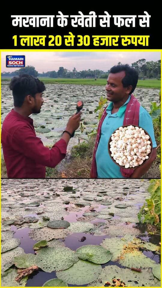 मखाना की खेती से लाखों की कमाई! 🌱💰
मखाना की खेती से किसान कमा रहे हैं ₹1 लाख 20 हजार से ₹1 लाख 30 हजार तक! 😱🔥
जानिए मखाना की खेती का पूरा हिसाब और कमाई का तरीका।
#मखाना #Makhana #MakhanaFarming #मखानाकीखेती #किसान #किसानकीकमाई #खेती #कृषि #बिहार #Mithila #Darbhanga #Farming #Agriculture #Farmers #ViralNews