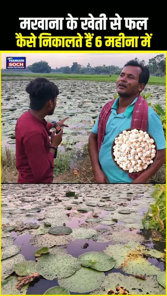 🔥 मखाना के खेती से फल कैसे निकालते हैं !!😱!!
#मखाना #Makhana #मखानाकाभाव #MakhanaPrice #मखानाकीखेती #किसान #बिहार #मिथिला #कुशेश्वरस्थान #कृषि #Farming #Farmer