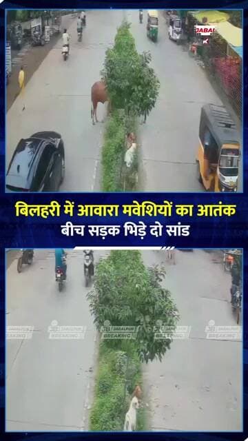 बिलहरी में बीच सड़क भिड़े दो सांड, मची अफरा-तफरी | Jabalpur News