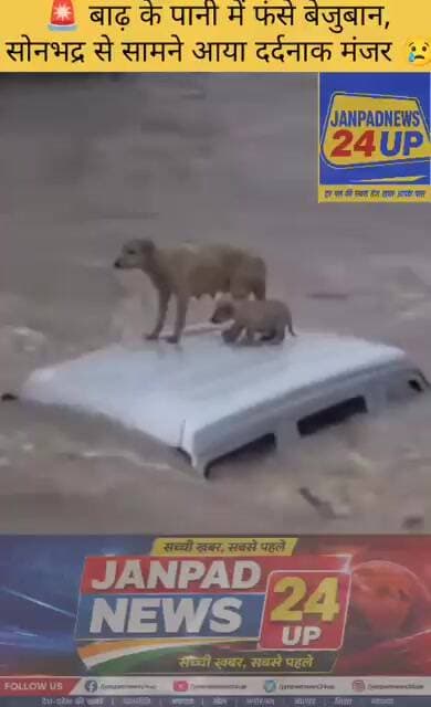 🚨 बाढ़ के पानी में फंसे बेजुबान, सोनभद्र से सामने आया दर्दनाक मंजर 😢
