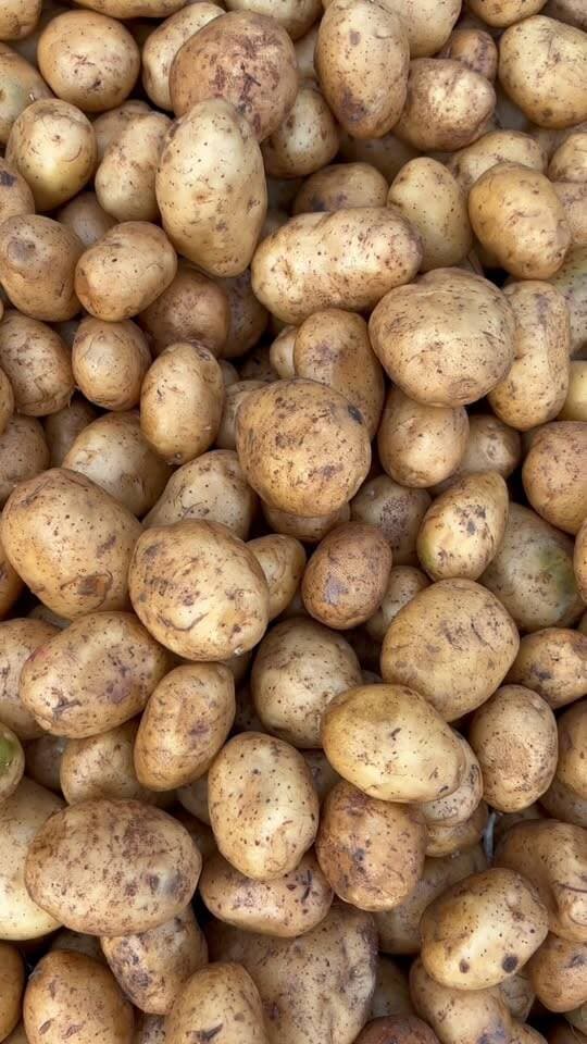 आलू के भाव में आज गिरावट 📉 झाँसी मंडी #potato #mandibhav #trendingreels #jhansi #indore