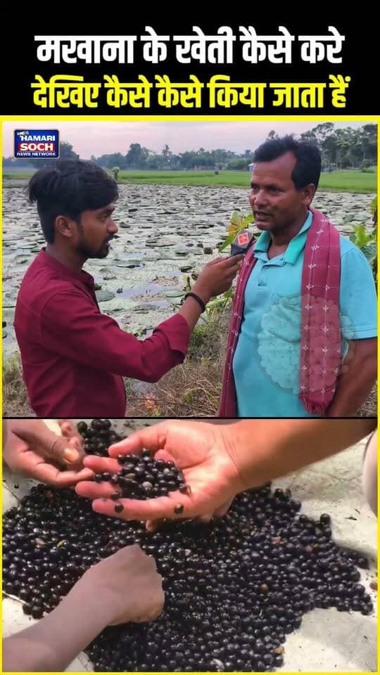 मखाना के खेती कैसे करे !!😱!! #Makhana #MakhanaFarming #Mithila #Farming #Agriculture