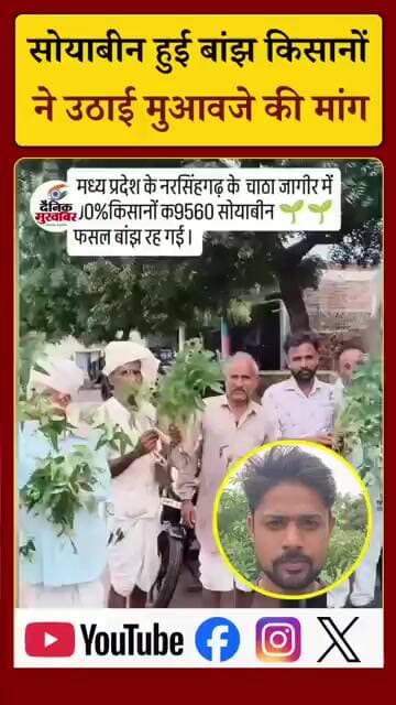 सोयाबीन की फसल हुई बांझ किसानों ने की मुआवजा की मांग।