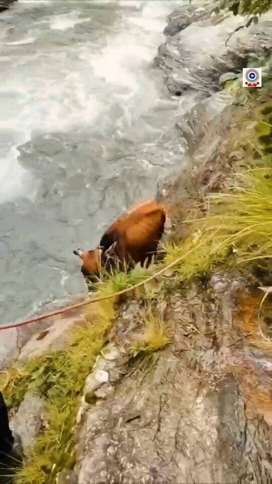 जब सेवा और साहस का संगम बना जीवनदाता! 🚨🐄
आगर चट्टी (गैरसैंण) के पास उफनती नदी के बीचों-बीच, किनारे की एक संकरी चट्टान पर फंसी बेजुबान गाय के लिए हर पल भारी था। लेकिन फायर यूनिट गैरसैंण के लिए कर्तव्य से बढ़कर कुछ नहीं!
सूचना मिलते ही बिना एक पल गंवाए फायर रेस्क्यू टीम मौके पर पहुंची।
नदी के तेज बहाव और जानलेवा परिस्थितियों के बीच जवानों ने अदम्य साहस और सूझबूझ का परिचय देते हुए रेस्क्यू ऑपरेशन चलाया और गाय को पूरी तरह सुरक्षित बाहर निकाल लिया।
#Uttarakhandpolice #uttarakhandfireservice #FireFighters #Rescue #chamoli