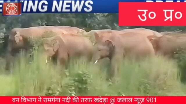 Hashtags: #BijnorNews #ElephantAttack #UPNews #FarmerLoss #WildlifeNews #TodayNews
Bijnor News Elephant Attack Bijnor Murliwala Village Bijnor UP News Wild Elephants Crop Damage Farmer News Forest Department Bijnor Ramganga River