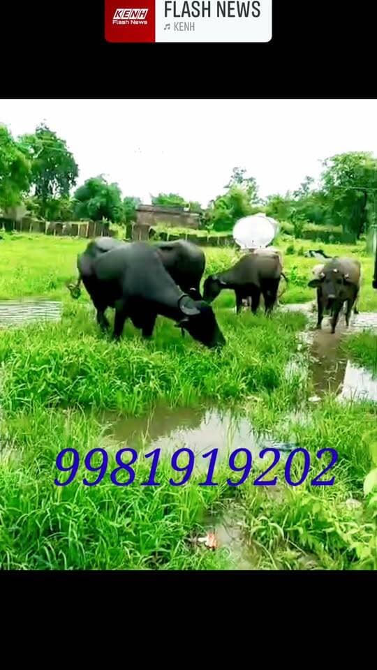 इमलिया में मिलीं 7 आवारा भैंसें, मालिकों से पहचान कर ले जाने की अपील...see more