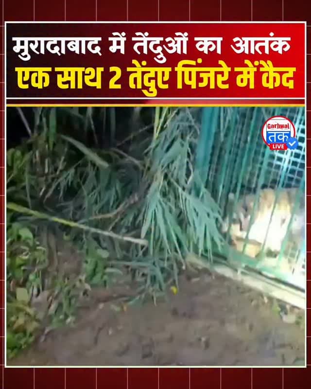 मुरादाबाद में तेंदुओं का आतंक! एक साथ 2 तेंदुए पिंजरे में कैद