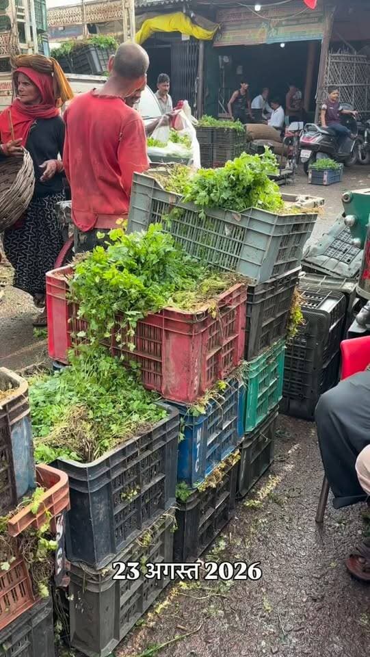 मंडी अपडेट 23 अगस्त: धनिया और टमाटर में आई भारी मंदी, देखें आज के ताजा रेट 📉 #tamatar #dhaniyabhav #jhansimandi #jhansi #mandibhav