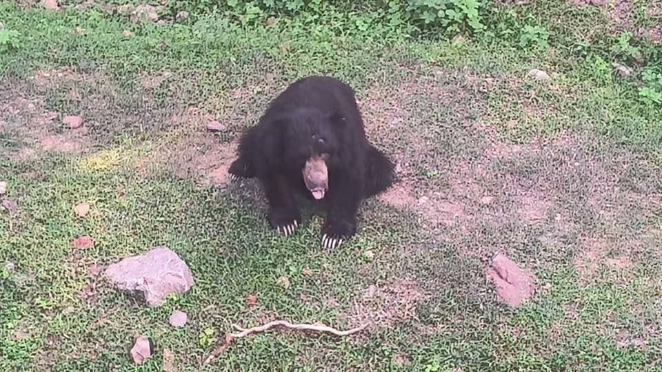 🚨 सवाई माधोपुर: रणथंभौर नेशनल पार्क, खंडार रोड किनारे दिखा भालू 🌿 देखने वाले लोगो की लगी भीड़ ?
#live #sawaimadopur #firest #भालू #jagattaknews