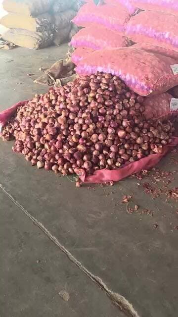 प्याज़ चला शेर की चाल भाव मे बम्पर तेजी चकरपुर मंडी कानपुर मे #pyajbhav