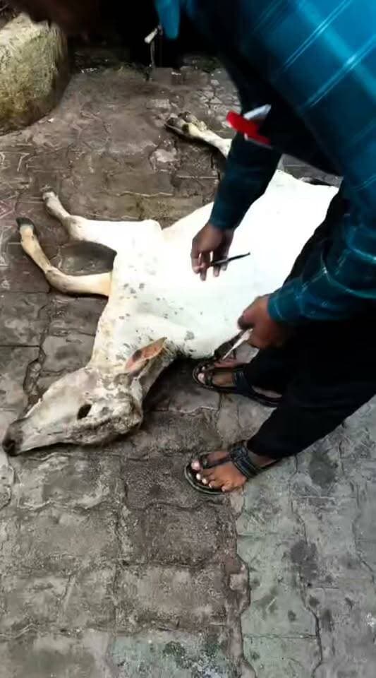 महेश्वरी देवी मंदिर के पास गौ माता का निःशुल्क उपचार
बांदा। महेश्वरी देवी मंदिर के पीछे पीड़ित गौ माता का निःशुल्क उपचार कराया गया। प्राणी सेवा समूह चैरिटेबल ट्रस्ट, बांदा के संस्थापक श्री सुरेंद्र सोनी जी एवं उनकी टीम ने अनुभवी पशु चिकित्सक की देखरेख में गौ माता की स्थिति का जायजा लेकर आवश्यक उपचार एवं देखभाल की।
ट्रस्ट की टीम द्वारा बीमार एवं असहाय पशुओं की सेवा के लिए लगातार प्रयास किए जा रहे हैं। इस पहल का उद्देश्य जरूरतमंद पशुओं को समय पर निःशुल्क उपचार उपलब्ध कराना है।
श्री सुरेंद्र सोनी जी ने लोगों से अपील की कि यदि कोई पशु बीमार या घायल अवस्था में दिखाई दे तो उसकी मदद के लिए आगे आएं और समय रहते उपचार की व्यवस्था कराएं।
“प्राणी सेवा परमोधर्मः” 🙏🐄
📍 स्थान: महेश्वरी देवी मंदिर के पास, बांदा
#प्राणीसेवा #गौसेवा #सुरेंद्रसोनी #बांदा #प्राणीसेवाट्रस्ट