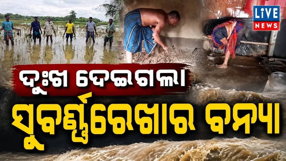 ଚାଷ ଗଲା, ବାସ ଗଲା । ଏବେ ଭଗବାନଙ୍କ ଭରସାରେ ଭୋଗରାଇବାସୀ #flood #agriculture #rain #odisha #livenews #breakingnews