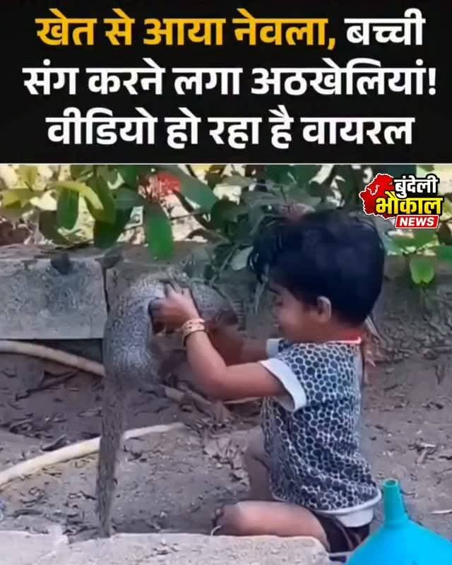 नेवले और बच्ची की अनोखी दोस्ती!
गोरखपुर में घर के बाहर खेल रही एक बच्ची के पास अचानक खेत से एक नेवला पहुंच गया। शुरुआत में बच्ची की मां ने उसे देखकर डर महसूस किया, लेकिन कुछ ही देर में माहौल बदल गया।
नेवला बच्ची के आसपास घूमता रहा और बच्ची भी बिना घबराए उसके साथ खेलती नजर आई। दोनों की यह अनोखी नजदीकी देखकर वहां मौजूद लोग हैरान रह गए।
⚠️ हालांकि, जंगली जानवरों के साथ दूरी बनाए रखना जरूरी है। ऐसी स्थिति में बच्चों को सुरक्षित रखना और वन विभाग को सूचना देना बेहतर है।
📍 गोरखपुर, उत्तर प्रदेश
#Gorakhpur #Mongoose #Girl #ViralVideo #ViralNews UniqueFriendship UttarPradesh BundeliBhaukaalNews