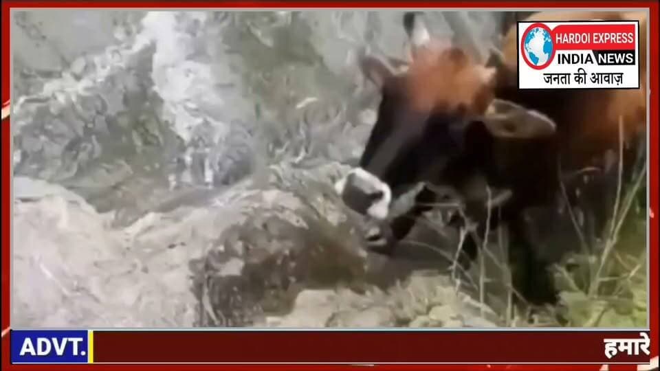 तेज बहाव के बीच चट्टान पर फंसी गाय का रेस्क्यू, गैरसैंण में फायर यूनिट बनी बेजुबान की मददगार
गैरसैंण (चमोली)। उत्तराखंड के चमोली जिले के गैरसैंण क्षेत्र में फायर सर्विस की टीम ने इंसानियत और जांबाजी की मिसाल पेश की है। नदी के तेज बहाव के बीच चट्टान पर फंसी एक बेजुबान गाय को फायर यूनिट की टीम ने कड़ी मशक्कत के बाद सुरक्षित बाहर निकाल लिया।
मिली जानकारी के अनुसार, नदी के किनारे पानी के तेज बहाव और फिसलन भरे पत्थरों के बीच एक गाय संतुलन बिगड़ने से चट्टान में फंस गई थी। घटना की सूचना मिलते ही गैरसैंण फायर यूनिट की टीम तुरंत मौके पर पहुंची।
टीम के जवानों ने अपनी जान की परवाह किए बिना खतरनाक रास्ते और पानी के तेज प्रवाह के बीच रेस्क्यू ऑपरेशन चलाया। कड़ी मेहनत के बाद गाय को सुरक्षित बाहर निकालकर उसके मालिक/स्थानीय लोगों के सुपुर्द कर दिया गया। फायर टीम की इस त्वरित कार्रवाई और मानवता की स्थानीय ग्रामीणों ने जमकर सराहना की है।