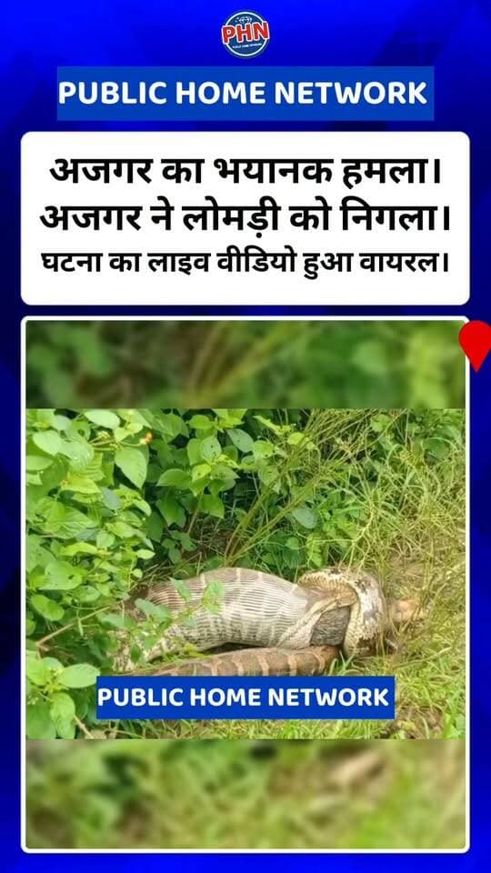 अजगर का भयानक हमला। शाहनगर के मरहा चौकी के पास लोमड़ी को निगला। घटना का लाइव वीडियो हुआ वायरल।
