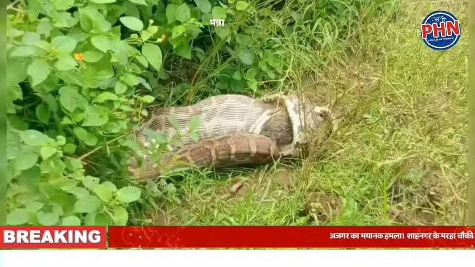 अजगर का भयानक हमला शाहनगर के मरहा चौकी के पास लोमड़ी को निगला,घटना का लाइव वीडियो हुआ वायरल।