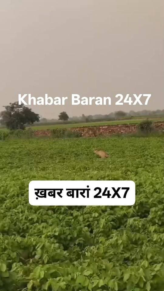 शाहाबाद के जंगलों और खेतों में चीता वीरा की मौजूदगी, बैहठा गांव के पास जंगल और खेतों में मध्यप्रदेश के कूनो राष्ट्रीय उद्यान से पहुंचे चीता 'वीरा' का मूवमेंट लगातार बना हुआ है। शनिवार को शाहाबाद रेंज की सीमा में प्रवेश करने के बाद रविवार को भी चीते की मौजूदगी राजपुर वन नाका क्षेत्र के तहत कोटरा गढ़ माताजी से सटे जंगल और आसपास के खेतों में दर्ज की गई।
#forestvibhag #forest #kunnonationalpark #chita #chitaveera #baran #Shahabad #forestministerrajasthan