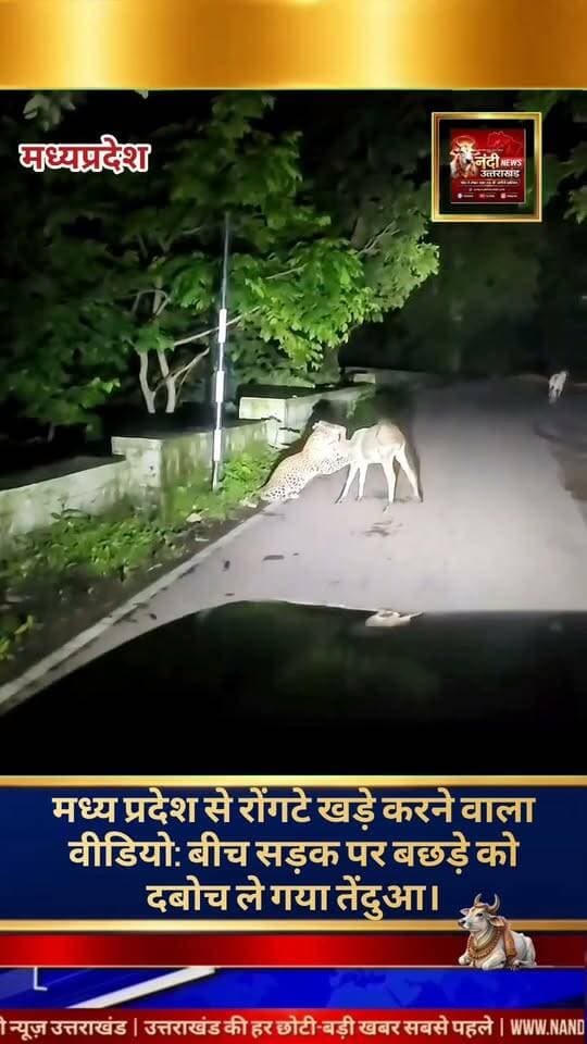 पन्ना। मध्यप्रदेश के पन्ना-अजयगढ़ घाटी मार्ग से वन्यजीवों के प्राकृतिक व्यवहार और उनके आतंक को बयां करता एक बेहद चौंकाने वाला वीडियो सामने आया है। इस वायरल वीडियो में एक तेंदुए को सड़क के बिल्कुल किनारे एक बछड़े का शिकार करते हुए देखा जा सकता है। घने जंगलों के बीच से गुजरने वाले इस पहाड़ी रास्ते पर यह खौफनाक नजारा उस समय कैमरे में कैद हुआ, जब वहां से एक कार गुजर रही थी। सड़क किनारे चल रहे इस खूनी संघर्ष को देखकर कार चालक और उसमें सवार यात्री सहम गए।
"उत्तराखंड की हर बड़ी खबर सबसे पहले पाने के लिए Nandi News Uttarakhand को Follow करें।"
#Uttarakhand #Dehradun #NandiNews #BreakingNews #UttarakhandNews #Haridwar #viralvideo #MadhyaPradesh