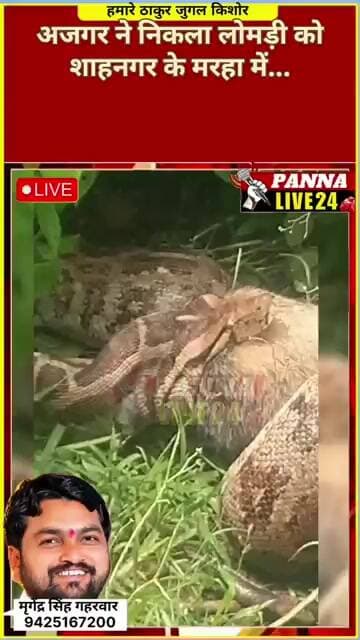 अजगर ने निकला लोमड़ी को शाहनगर के मरहा में...