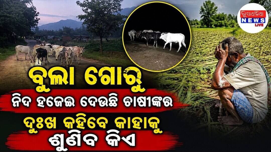 ବୁଲା ଗୋରୁ ନିଦ ହଜେଇ ଦେଉଛି ଚାଷୀଙ୍କର ...ଲଗାଣ ବର୍ଷାରେ ଉଜୁଡ଼ି ଯାଇଥିବା ଚାଷ କ୍ଷେତ ll OUPADA NEWS